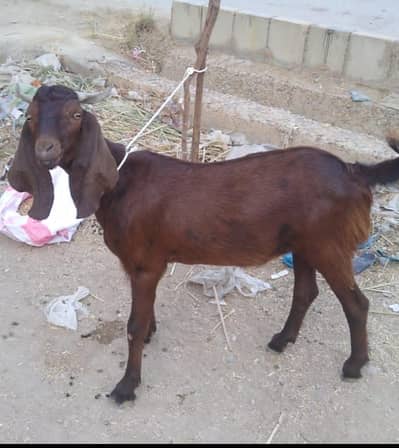 Bakra for sale