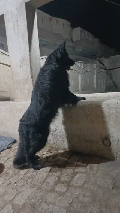 german shepherd long  for stud black