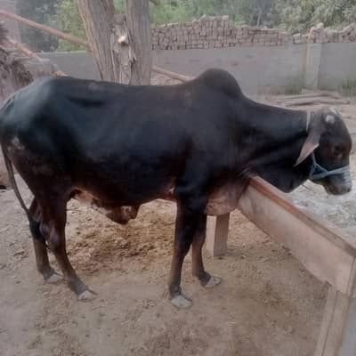 ایک عدد خوبصورت کالا بچھڑا منہ سے دو دانت وزن گوشت تقریباً چار من