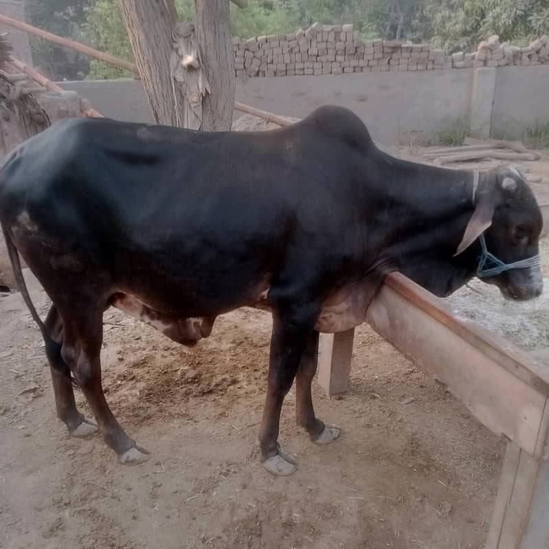 ایک عدد خوبصورت کالا بچھڑا منہ سے دو دانت وزن گوشت تقریباً چار من 0
