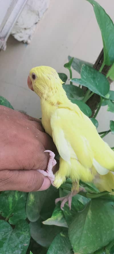 mashalha home breed yellow Ring nack chick