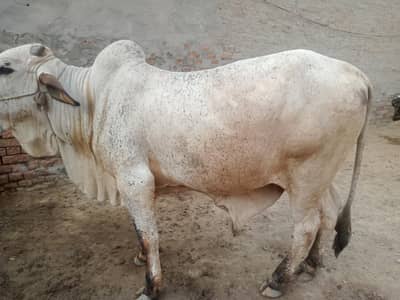 buffalo