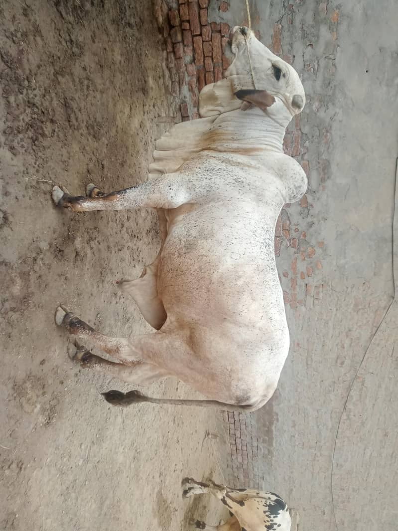 buffalo 1