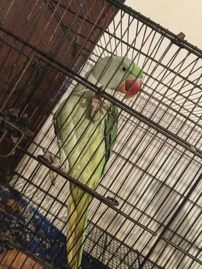 lovley parrot Raw pair