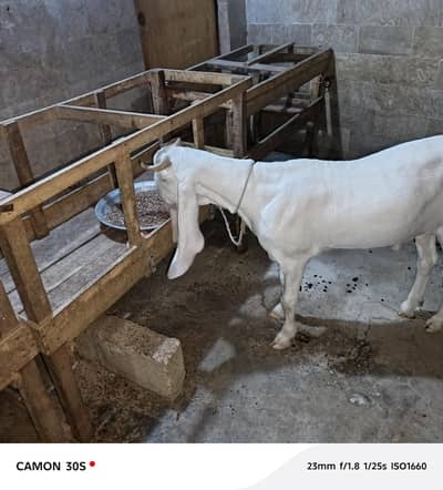 GULABI GOAT MALE FOR SALE