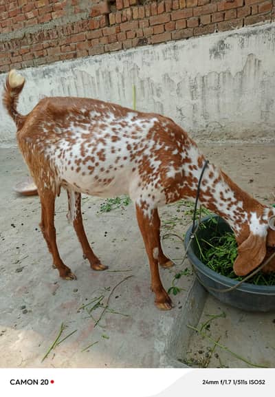 bakri
