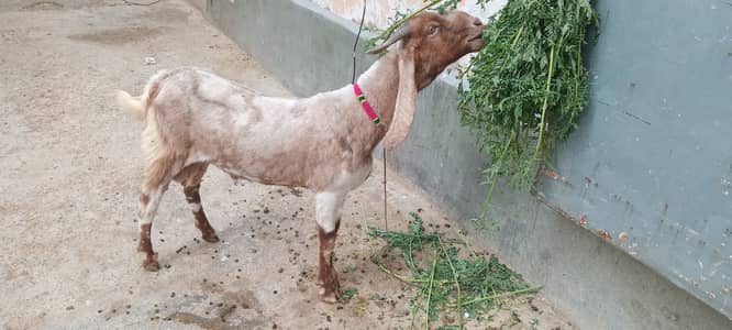 2 dant khassi bakray