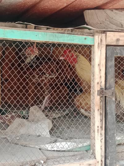 asal seel morga or 2 morgiyan for sale
