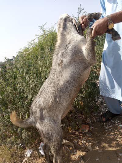 2dant wal bakra