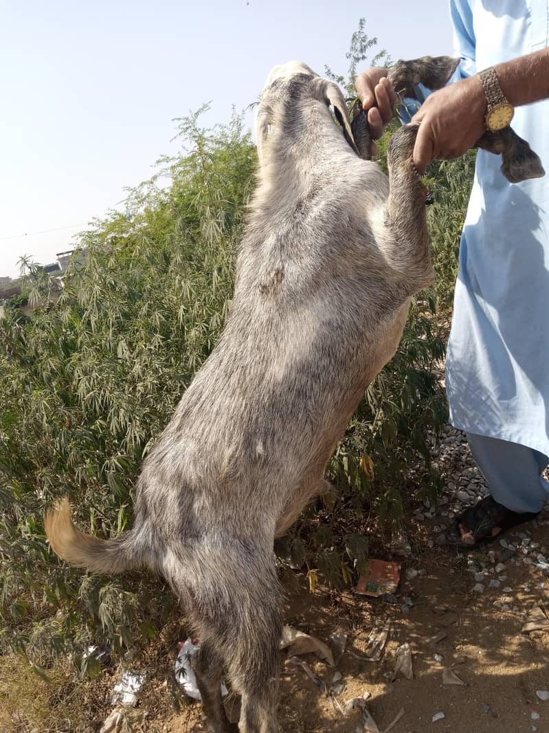 2dant wal bakra 0