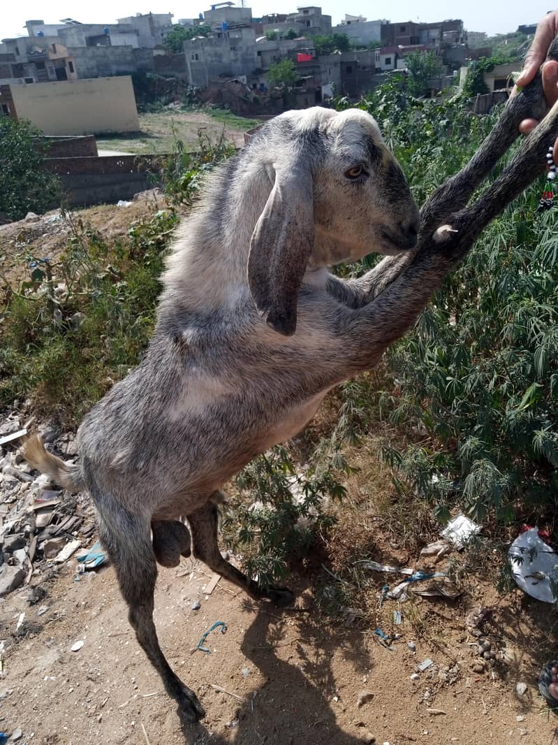 2dant wal bakra 1