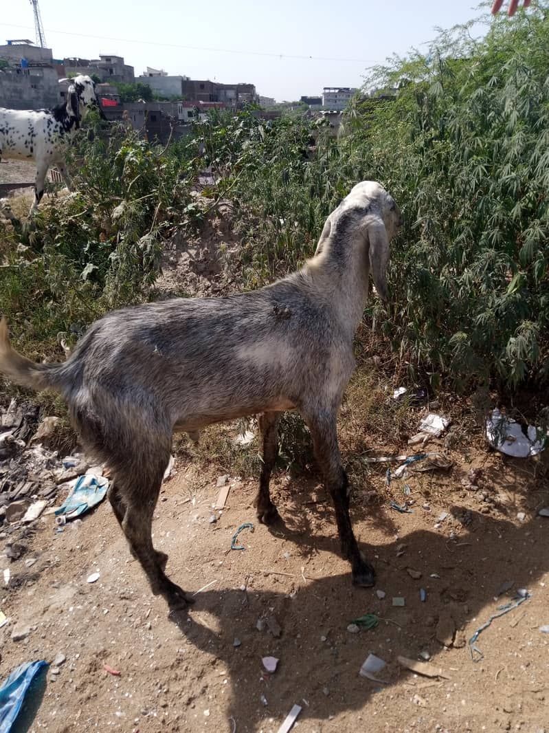2dant wal bakra 2
