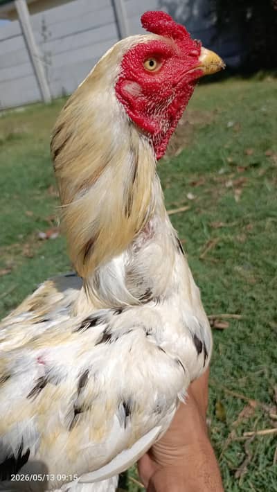 Aseel bird
