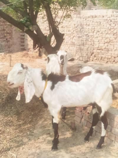 qurbani k liye bakra