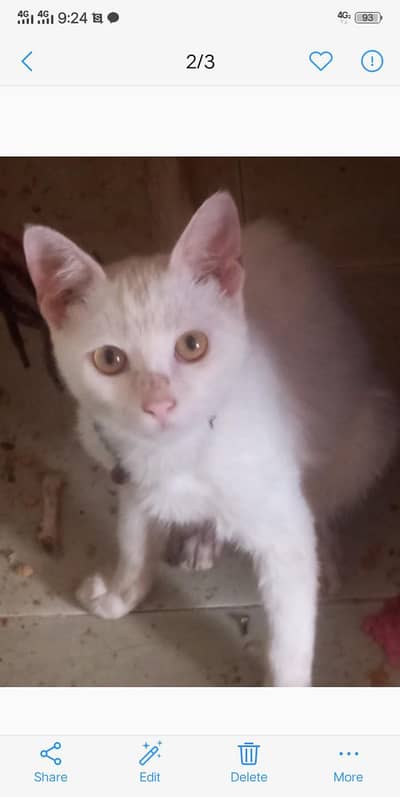 Persian white cat for sale