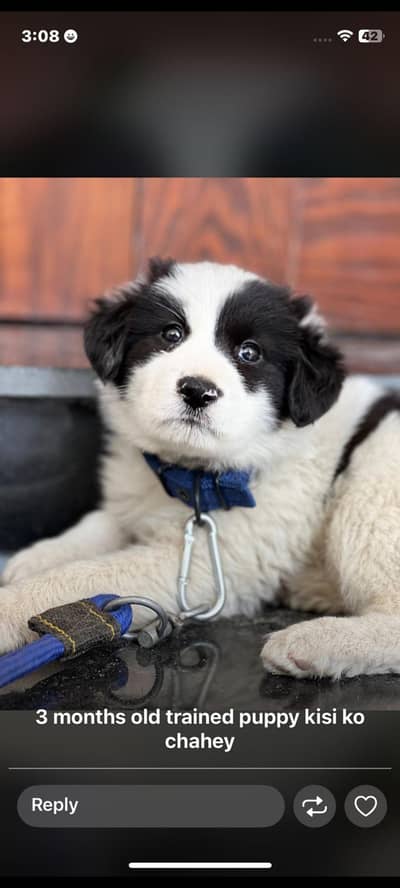 fully trained border collie for sale