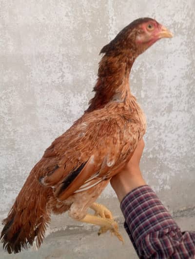 Aseel mianwali murghi for sale