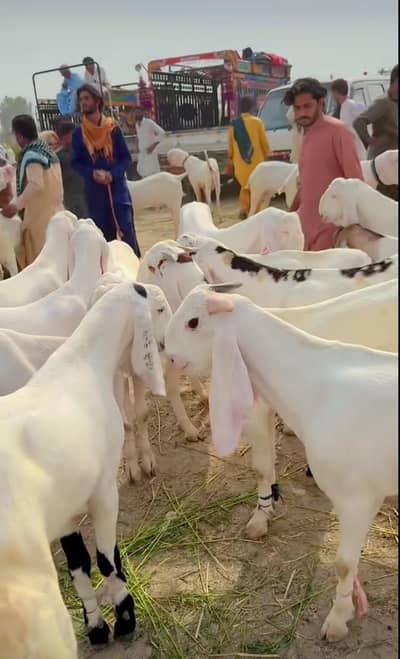 qurbani ka bakra saste dam mein for sale WhatsApp number 0330.7595248.
