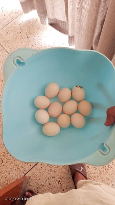 Bantam chicken eggs, fancy hen