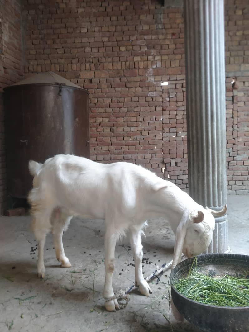 Goats 0