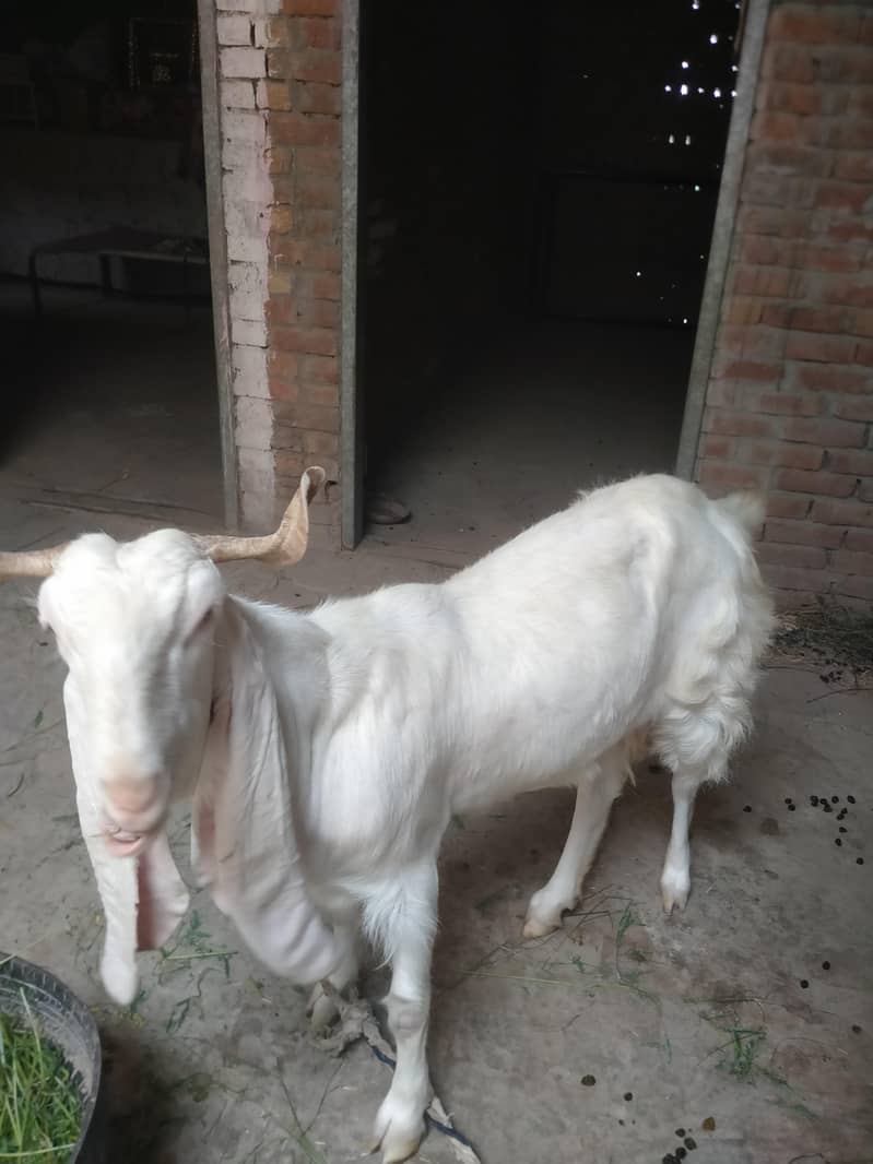 Goats 1