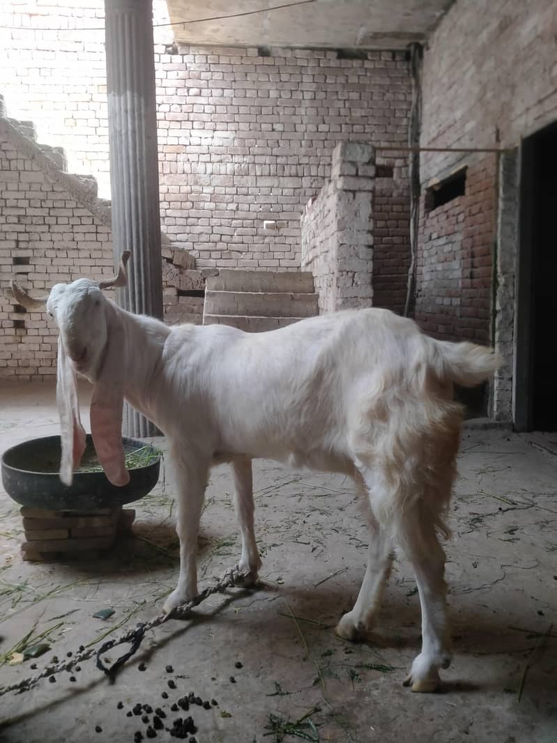 Goats 2
