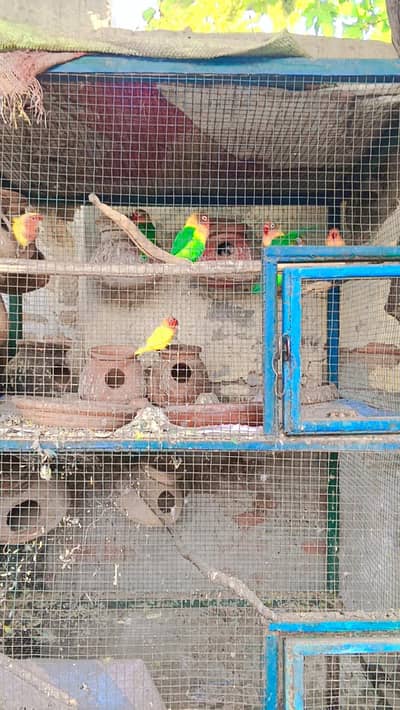 love birds for sale