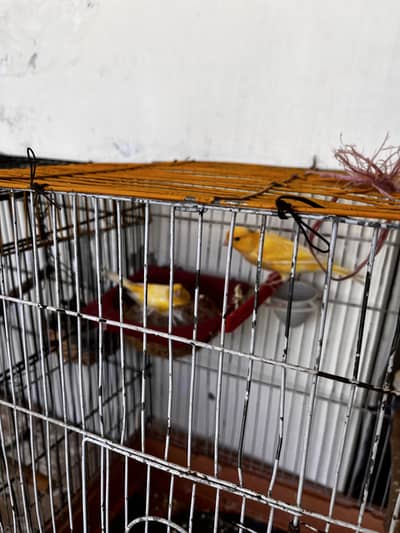 Breeder canary female and male ready start
