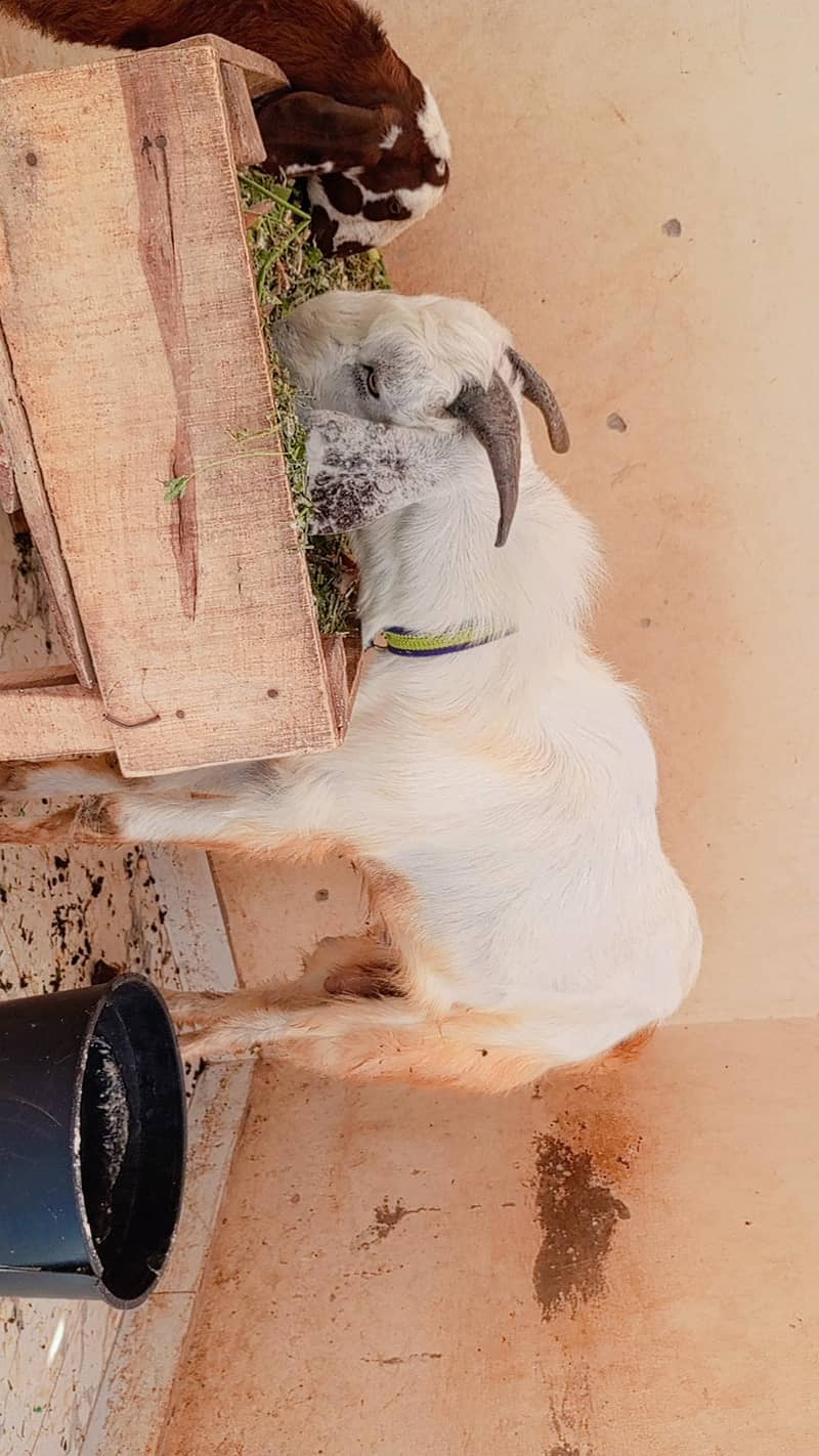 Bakra 1