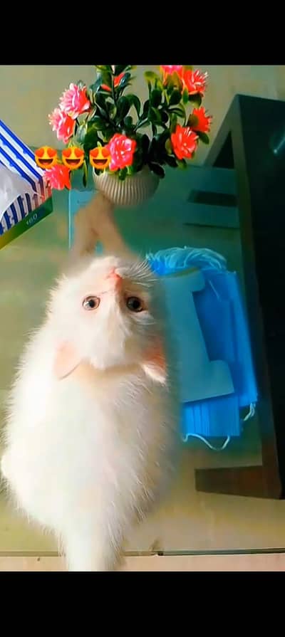 female kitten hai 1.5 months ki hai