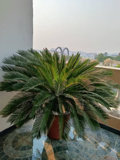 Kangi Palm / Sago Palm