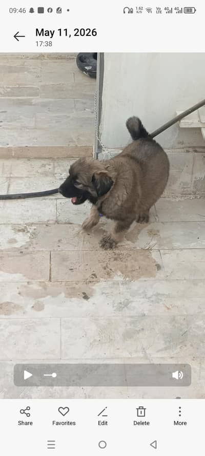 puppy