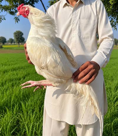 White heera aseel murgaa