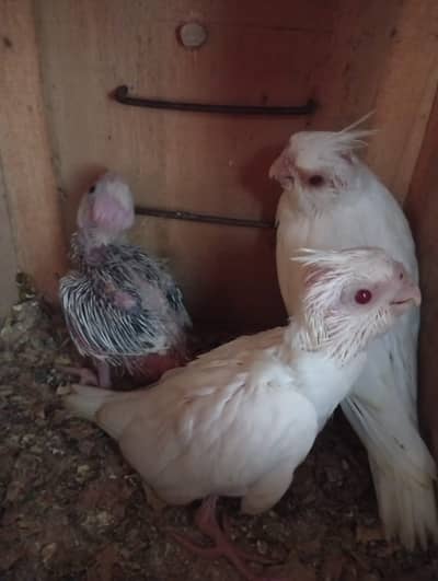 Eno and Eno vpied cockatiels hand feed chicks