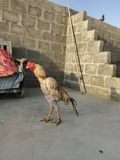 aseel meeta mazboot joor bode full active maashaallah