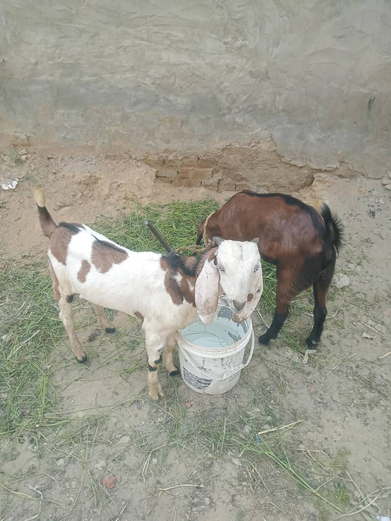 bakra 0