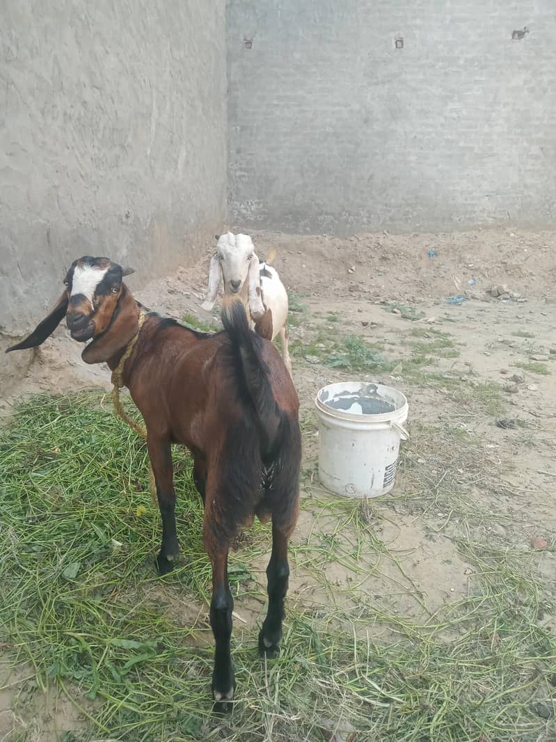 bakra 1