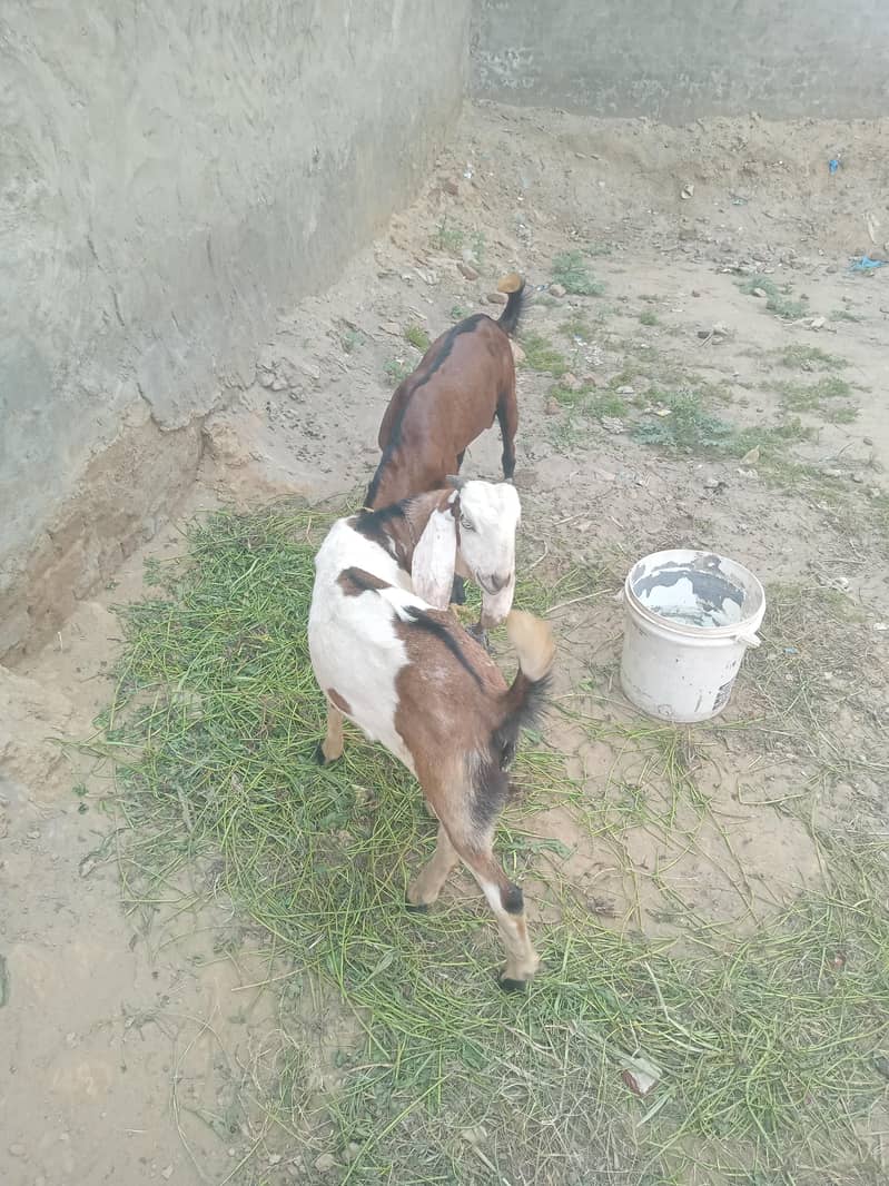 bakra 2