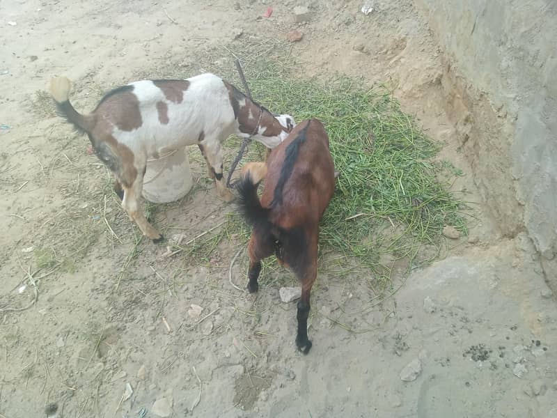 bakra 3