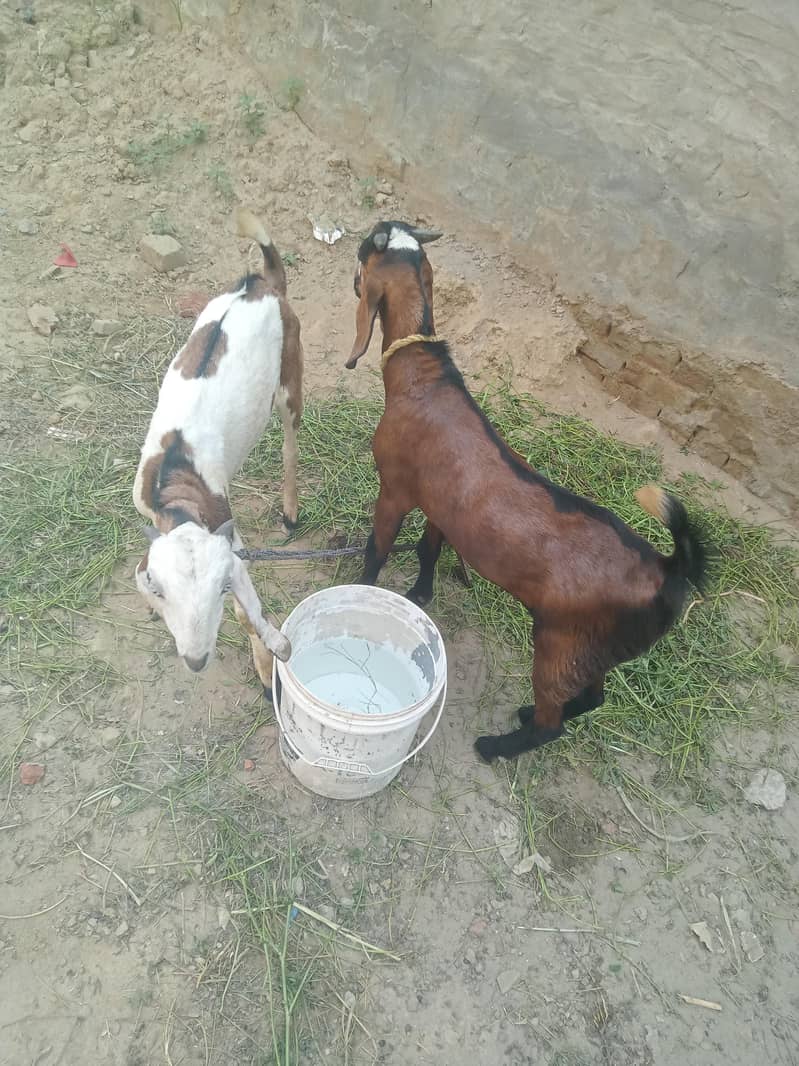 bakra 4