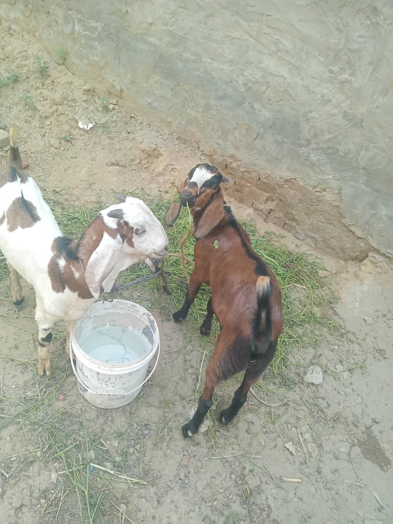 bakra 5