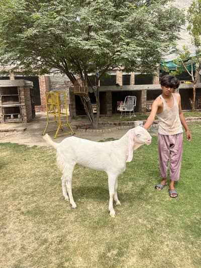 Rajanpuri Bakra
