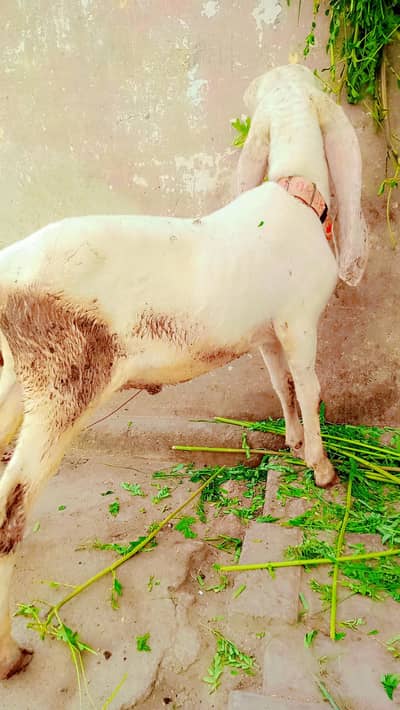 good haldii 03132803350