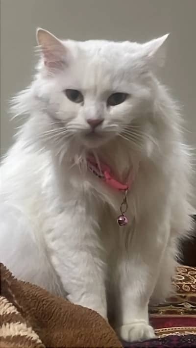 White Persian cat