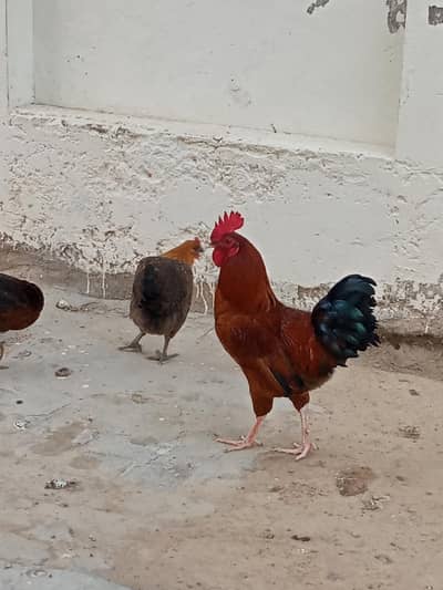 hens set for sale