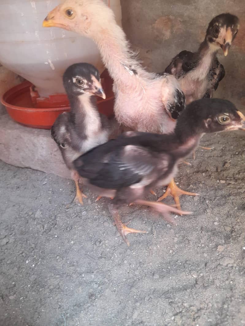 Sindhi Aseel Chicks 1