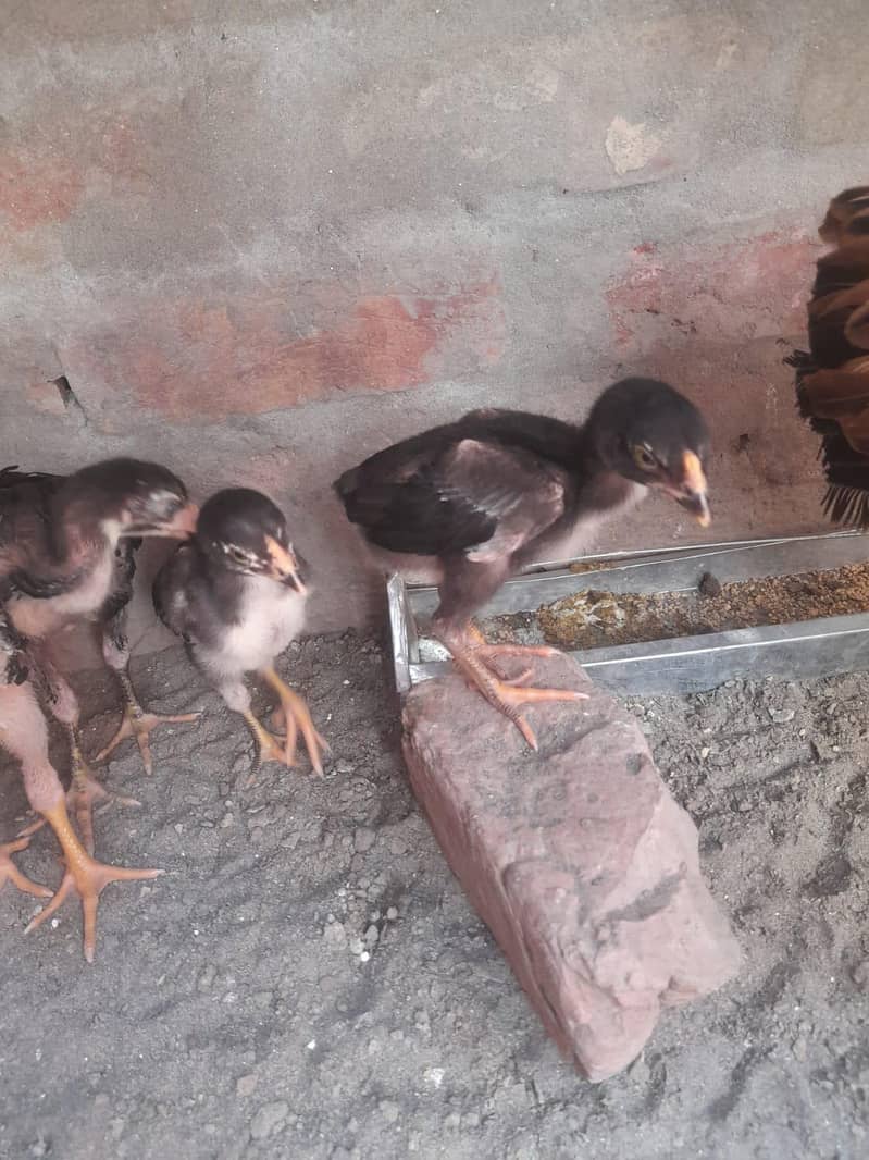 Sindhi Aseel Chicks 2