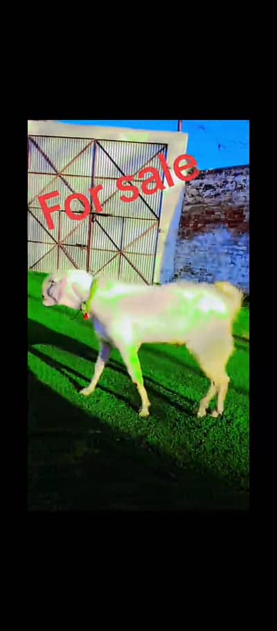 Goat for sale
