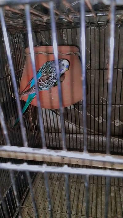 breeder pair king size urgent for sale