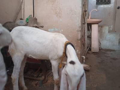 other animals